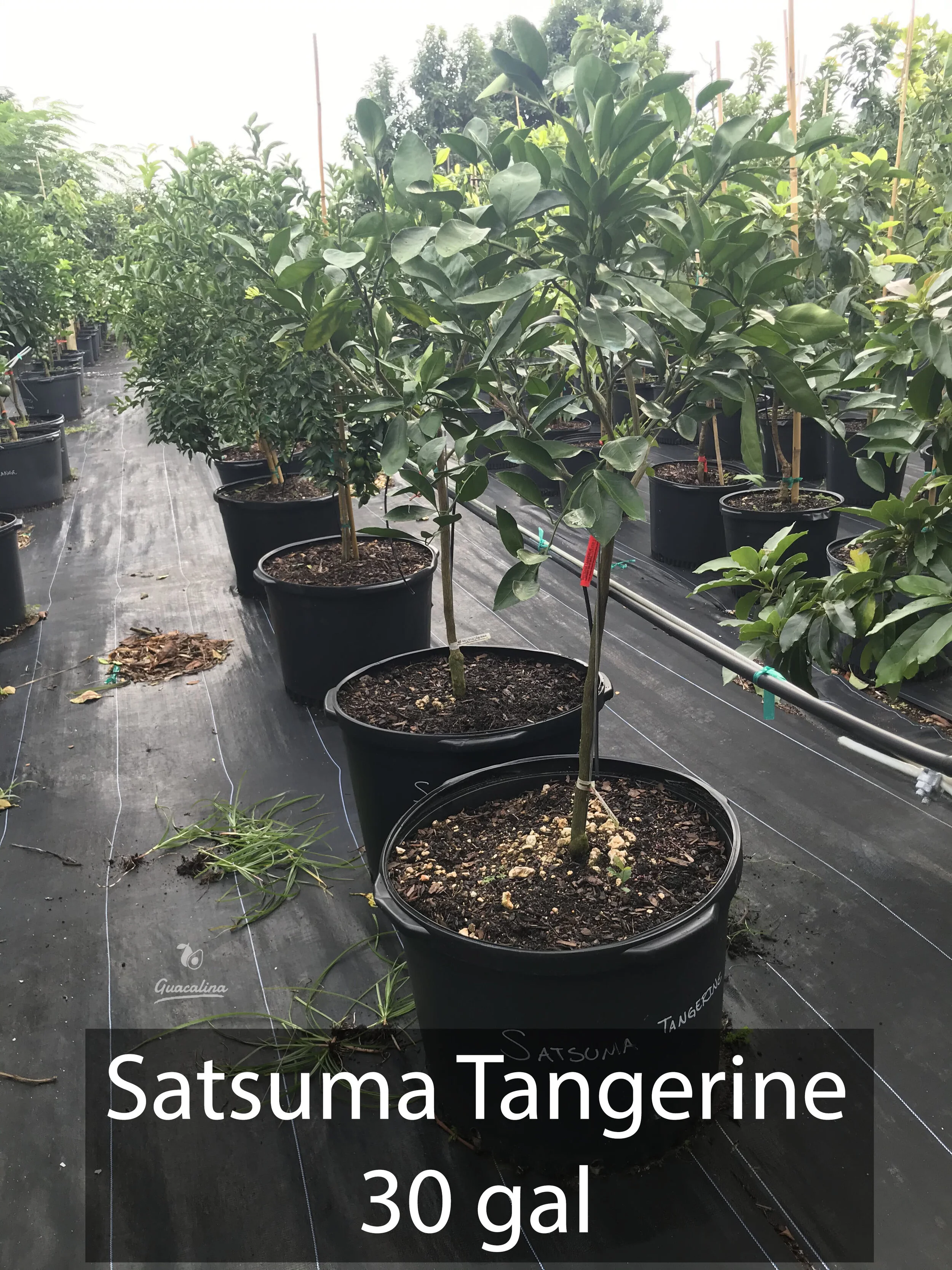 Tangerines — Guacalina Nursery & Broker